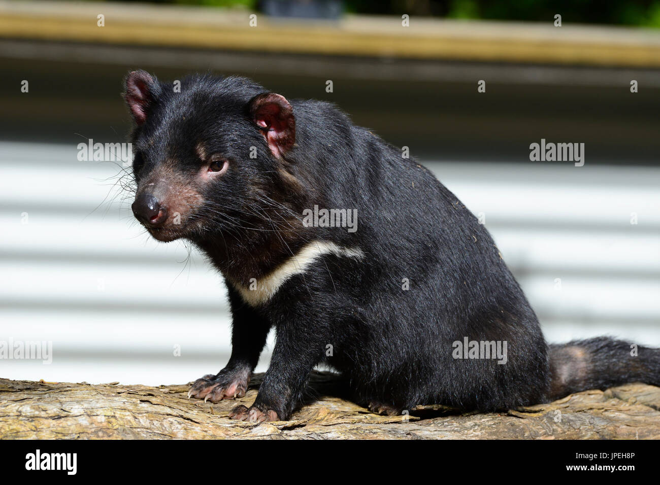 Tasmanian devil at the Tasmanian Devil Sanctuary at Cradle Mountain