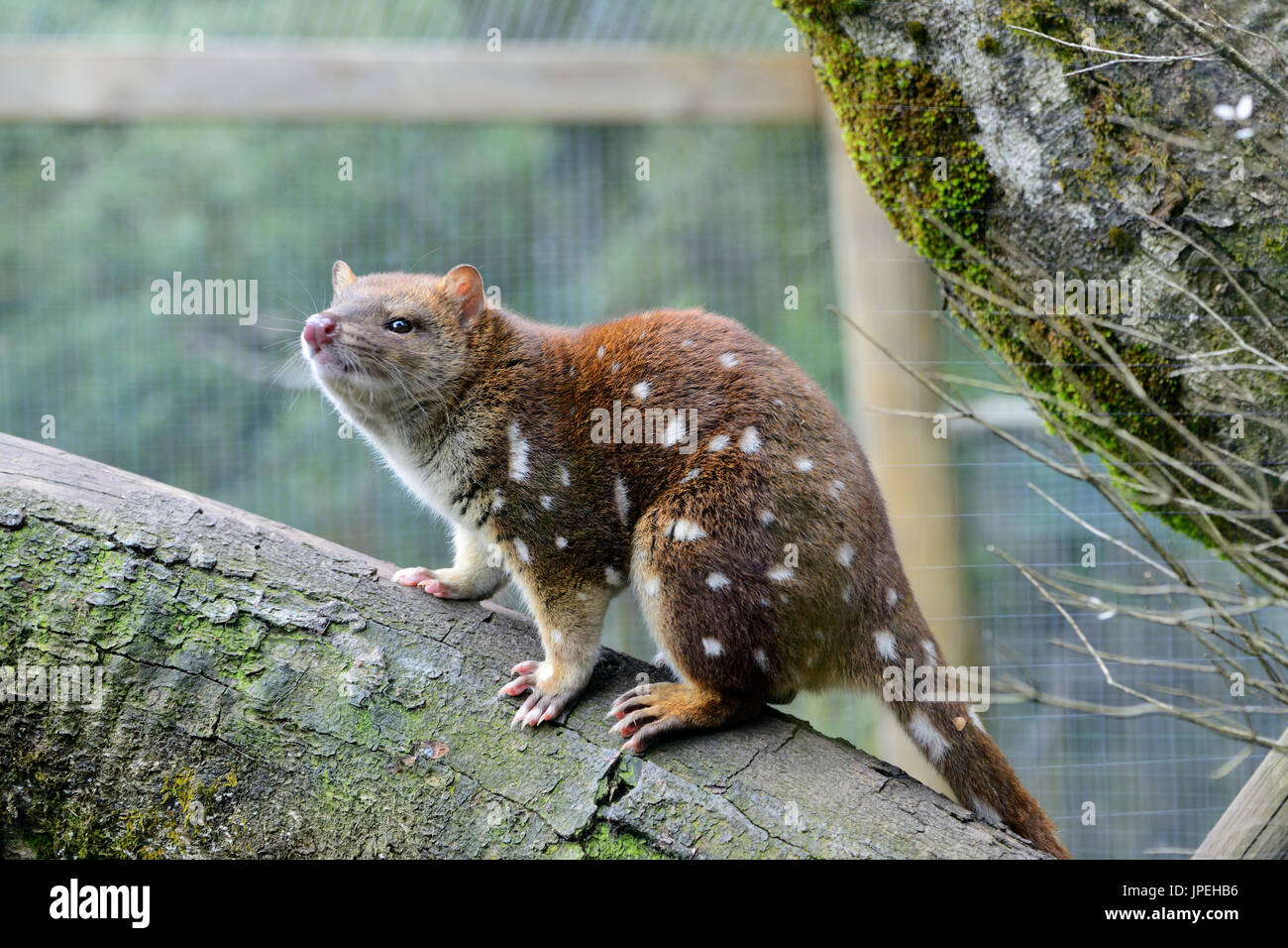 Endangered spotted tail quoll in a breeding programme at the Tasmanian Devil Sanctuary at Cradle Mountain, Tasmania, Australia Stock Photo