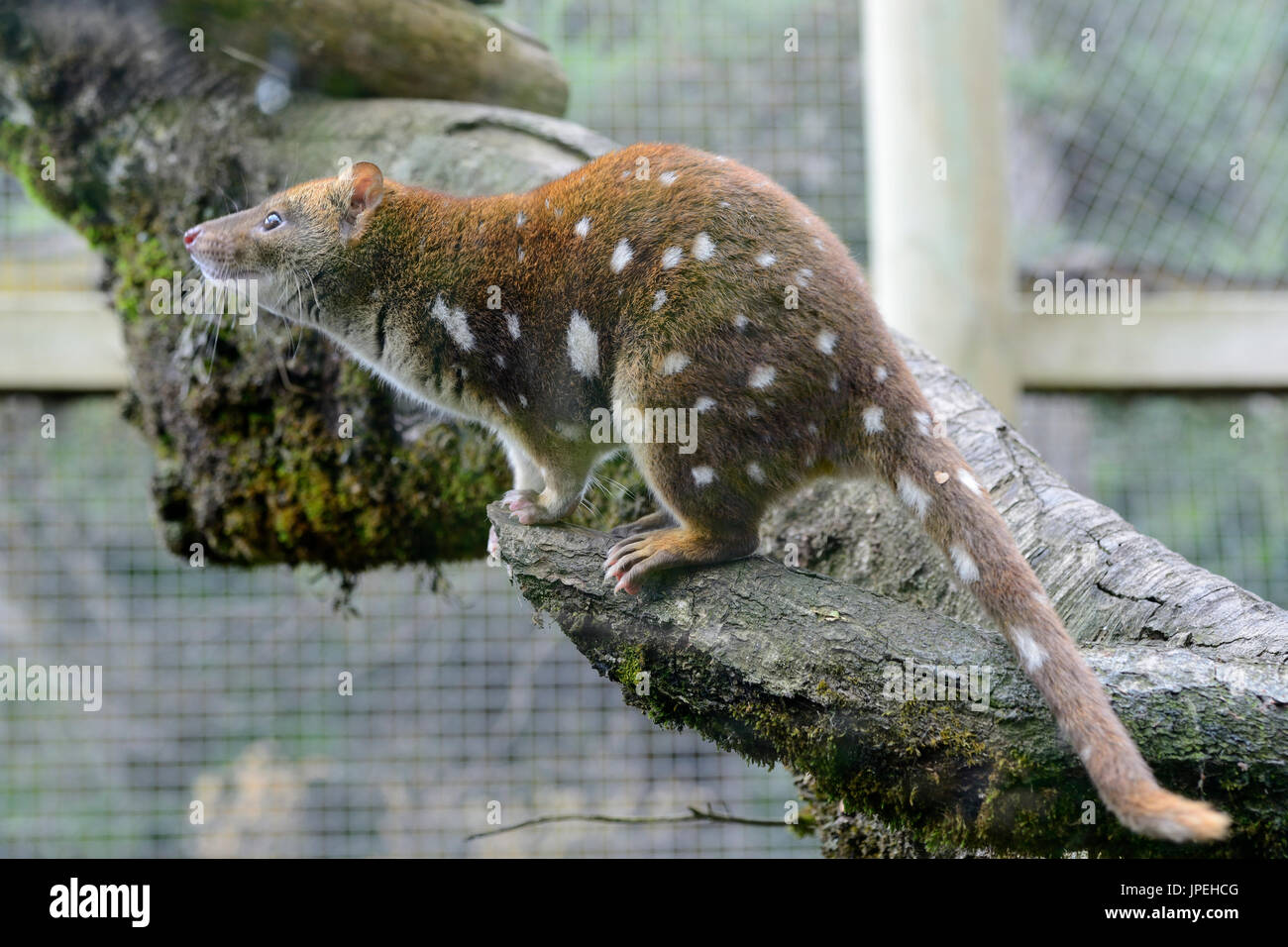 Endangered spotted tail quoll in a breeding programme at the Tasmanian Devil Sanctuary at Cradle Mountain, Tasmania, Australia Stock Photo