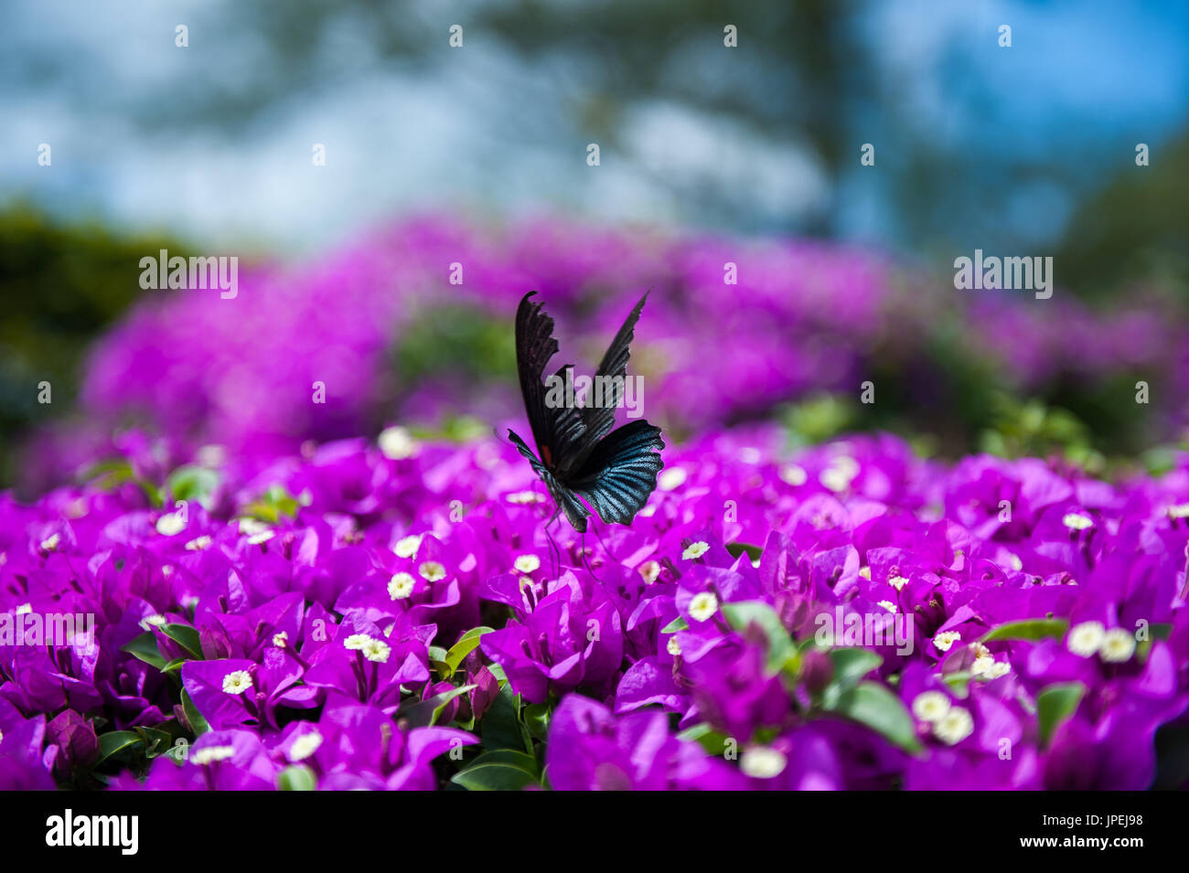 flying Butterfly taken in Thailand phu foi lom Stock Photo