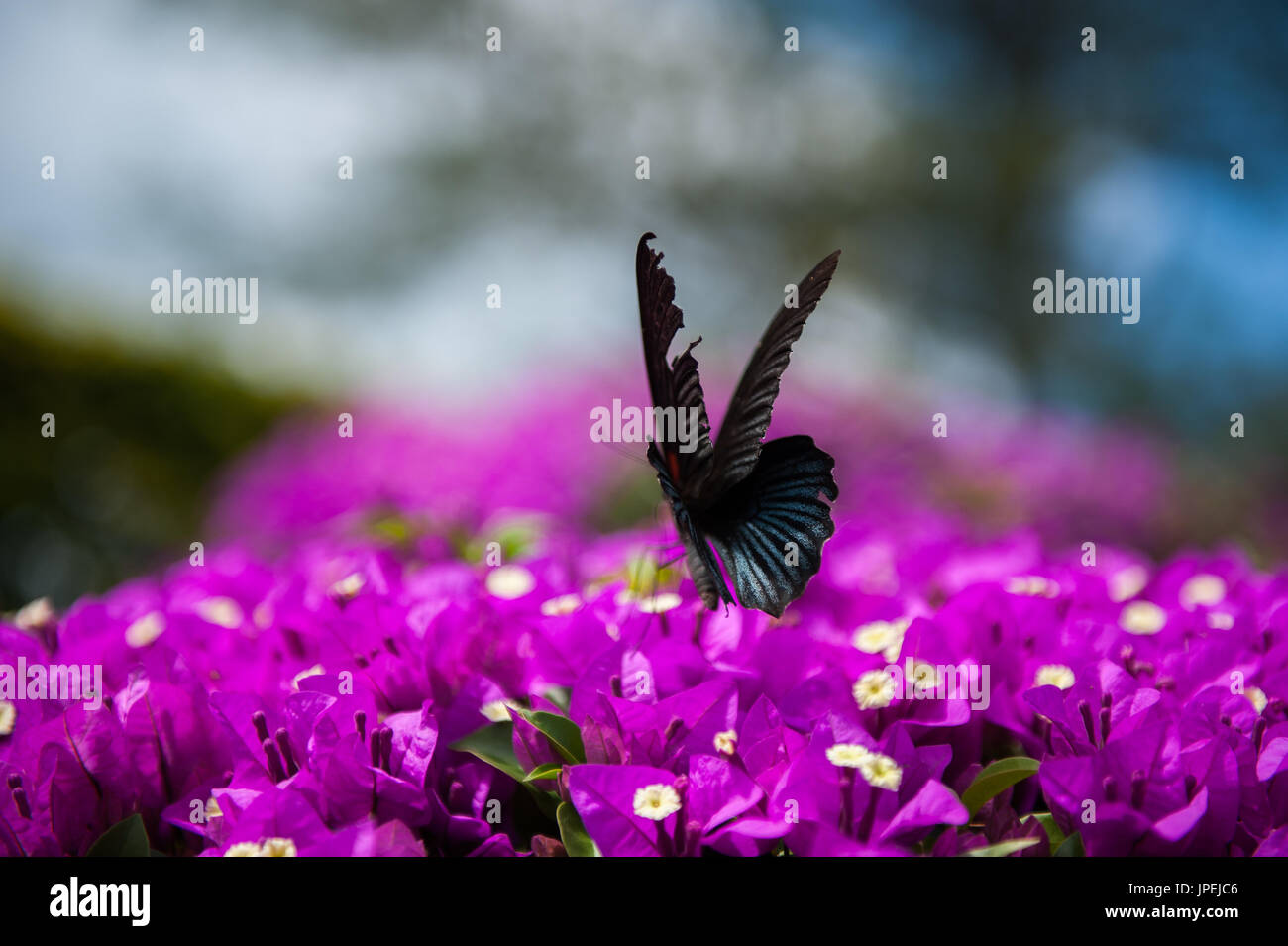 flying Butterfly taken in Thailand phu foi lom Stock Photo