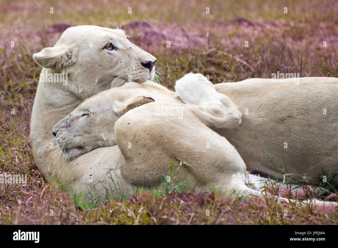 African white lionesses - Panthera leo Stock Photo