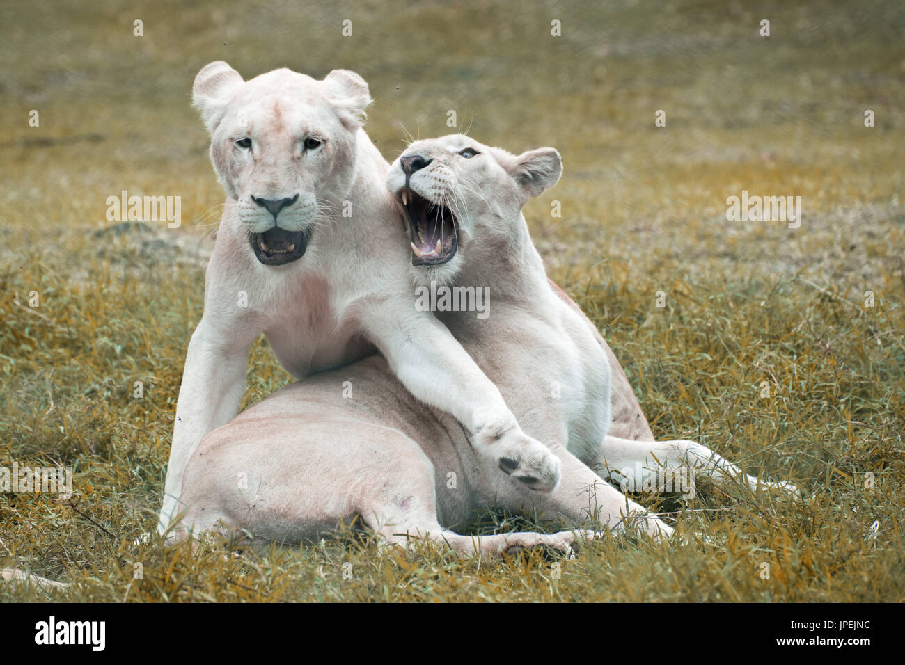 African white lionesses - Panthera leo Stock Photo