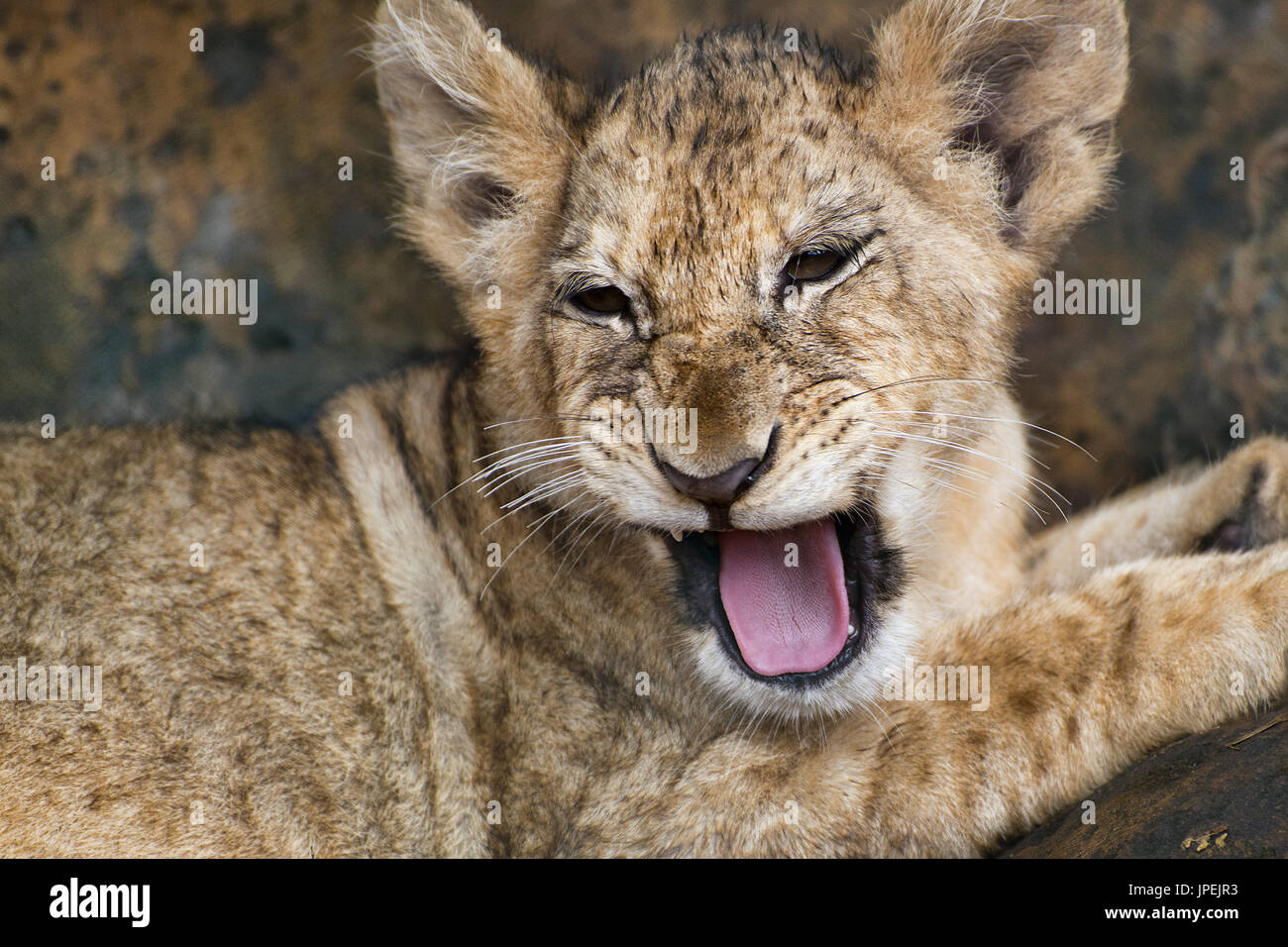 African lion cub hi-res stock photography and images - Alamy