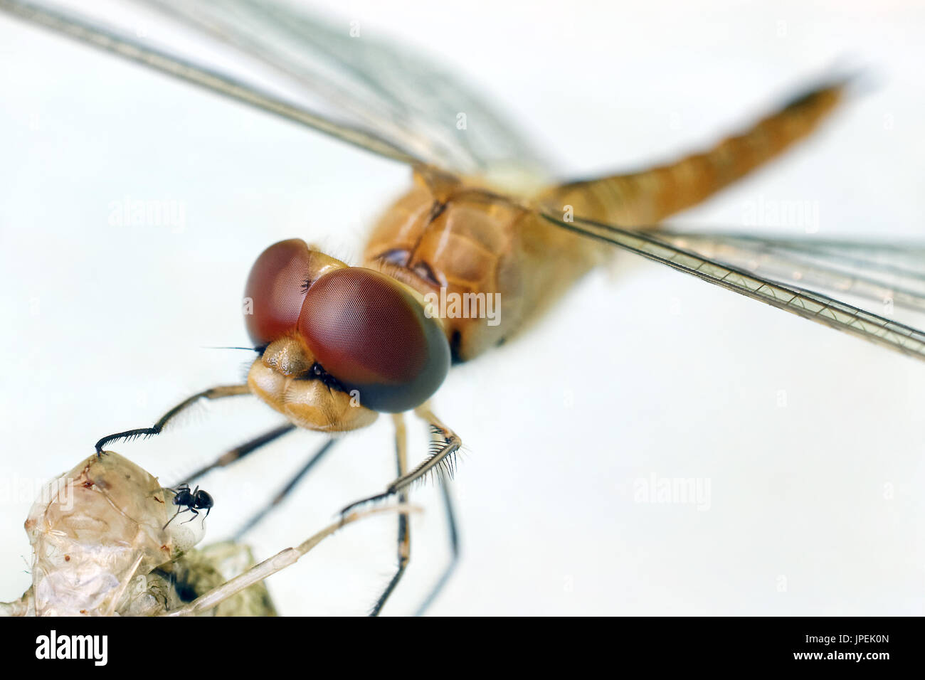 Dragonfly dropwing - Trithemis sp. (?) Stock Photo