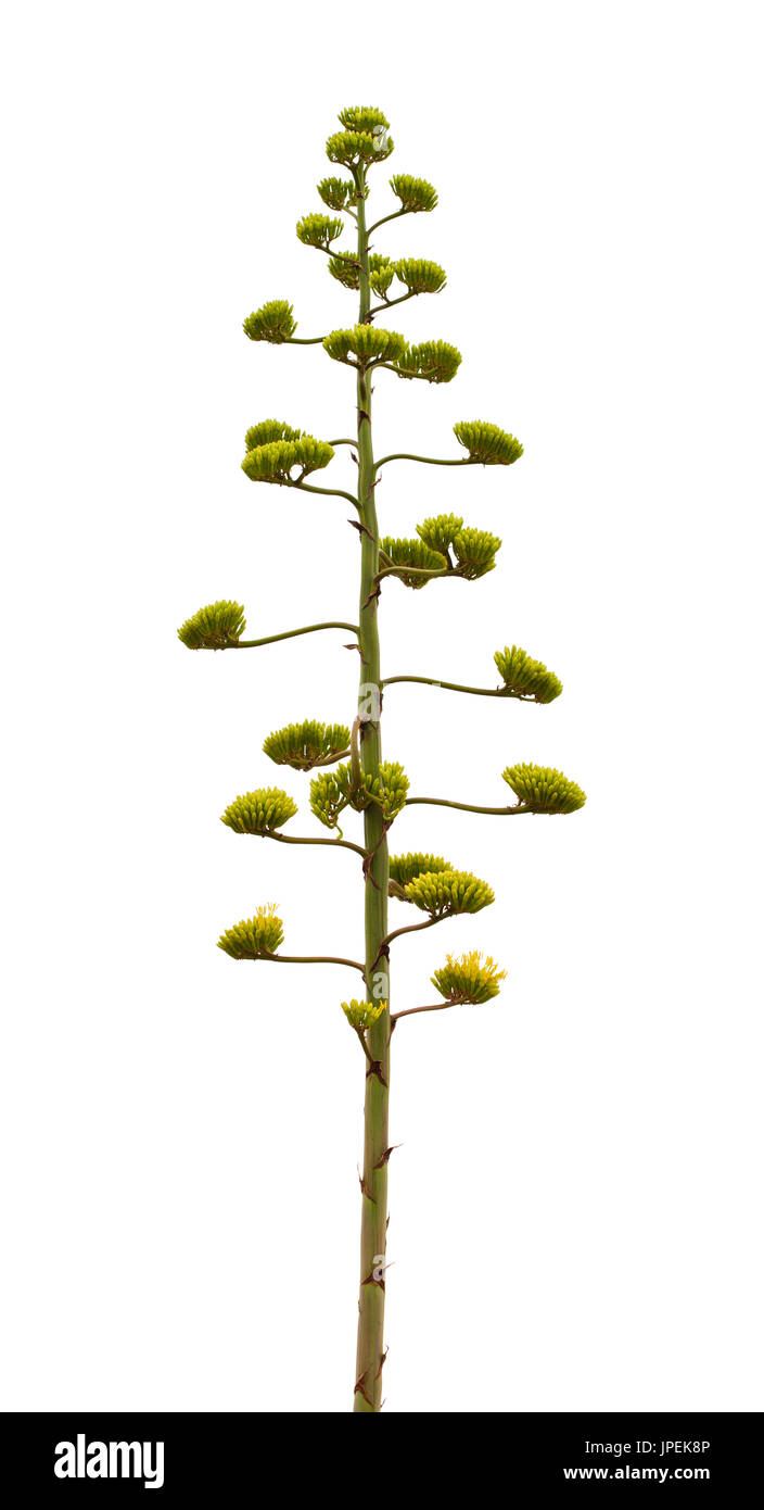 Agave pita americana hires stock photography and images Alamy