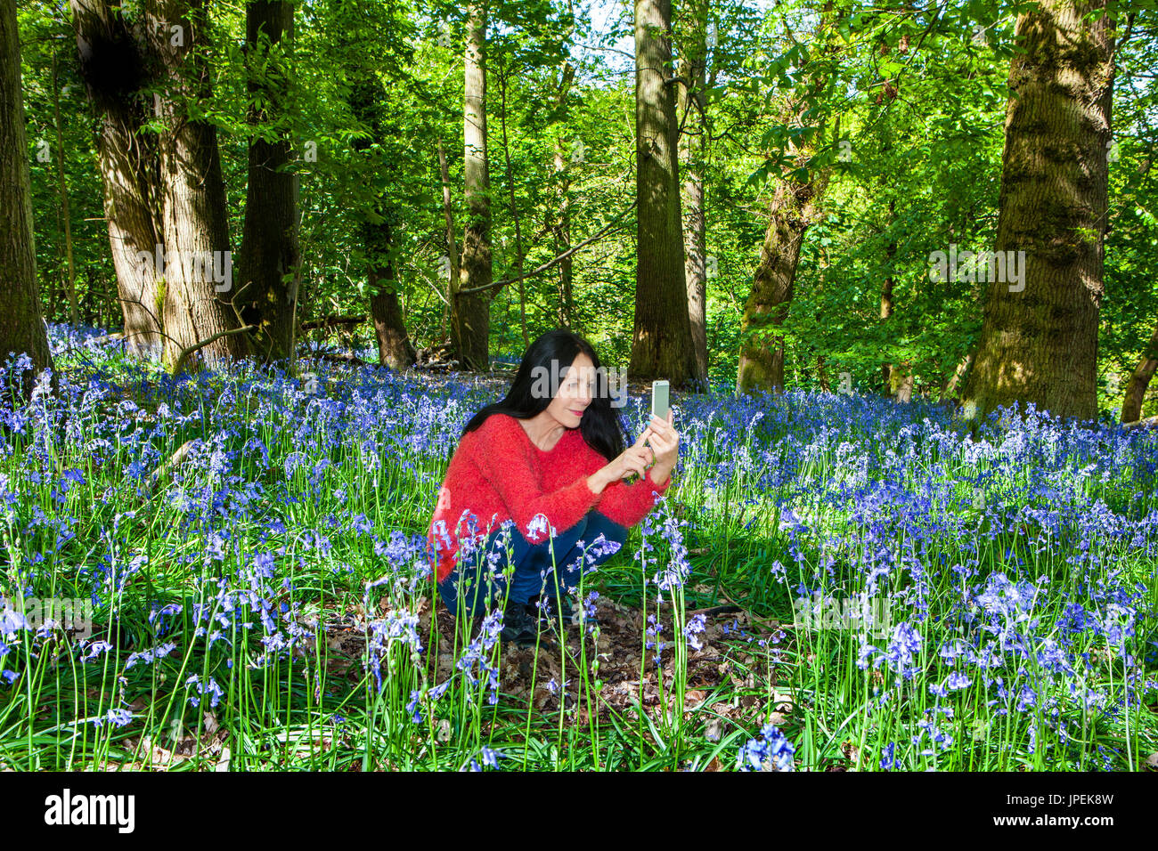 Woman in Bluebell Woodland taking photograph Stock Photo