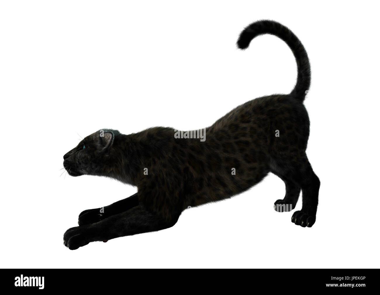 Dangerous black panther cat hi-res stock photography and images - Page 13 -  Alamy