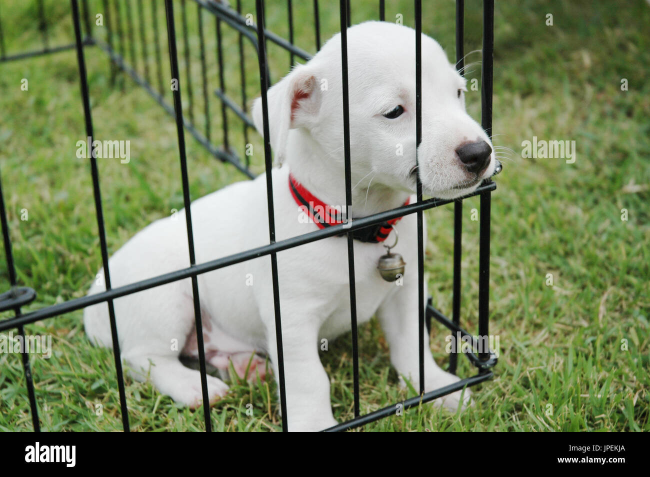 Sad jack russell terrier puppies sitting in cage on the grass Stock
