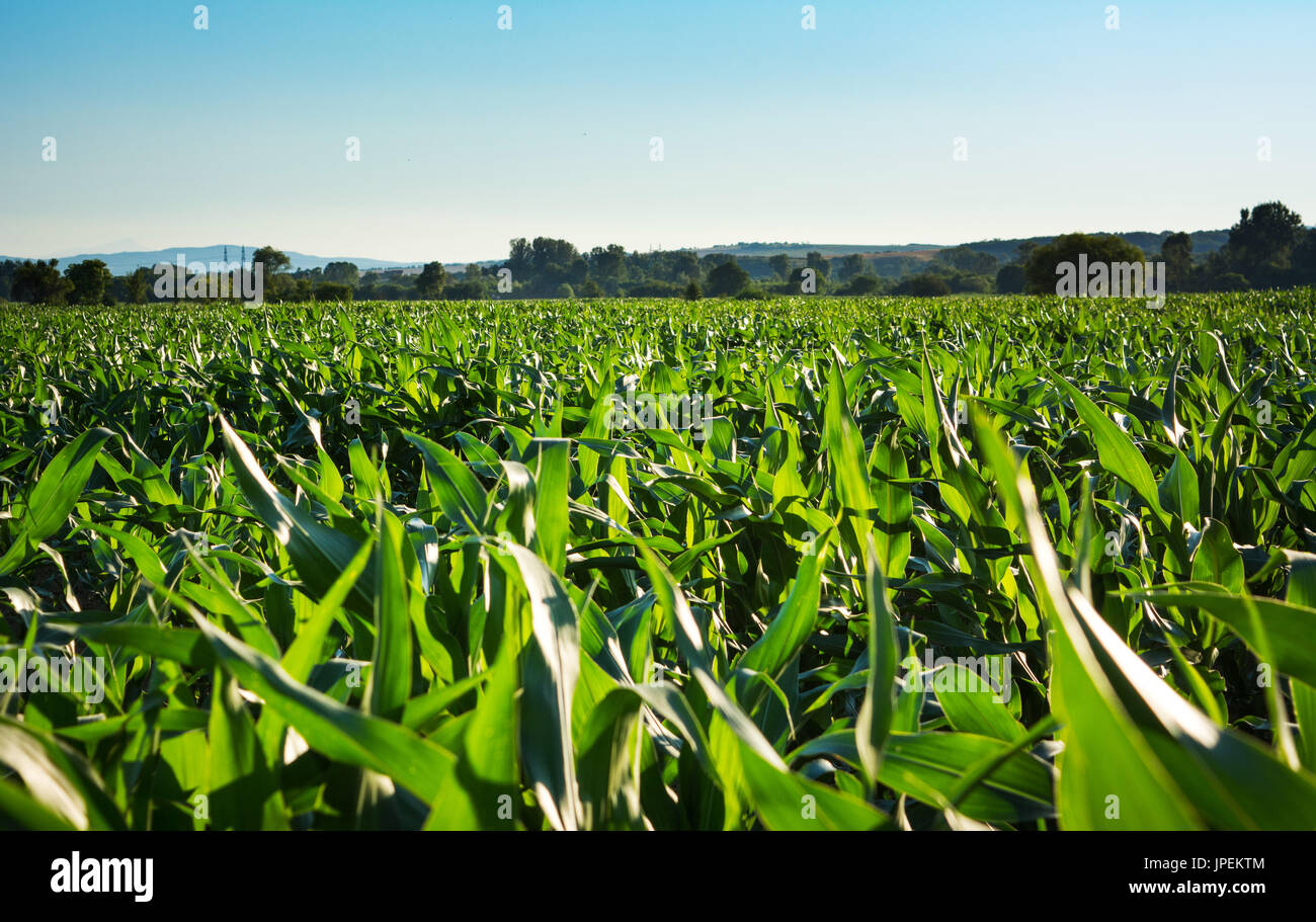 Young corn plantation landscape on a sunny day Stock Photo