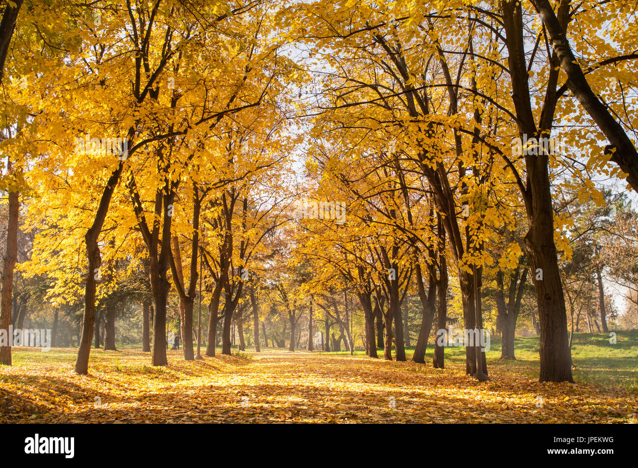 Autumn park scene of a path covered in fallen leaves Stock Photo