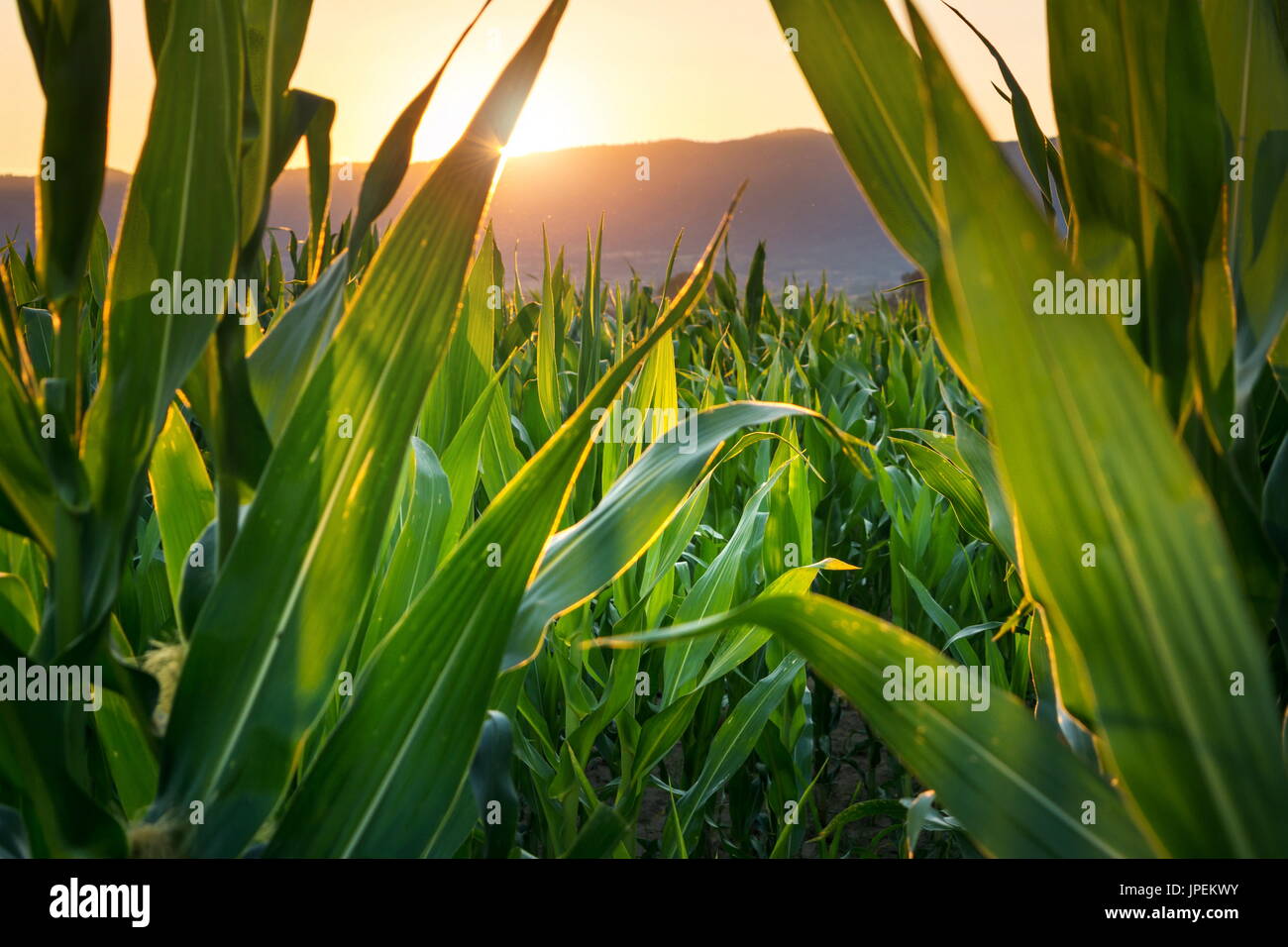 Sunset view through a young corn plantation Stock Photo
