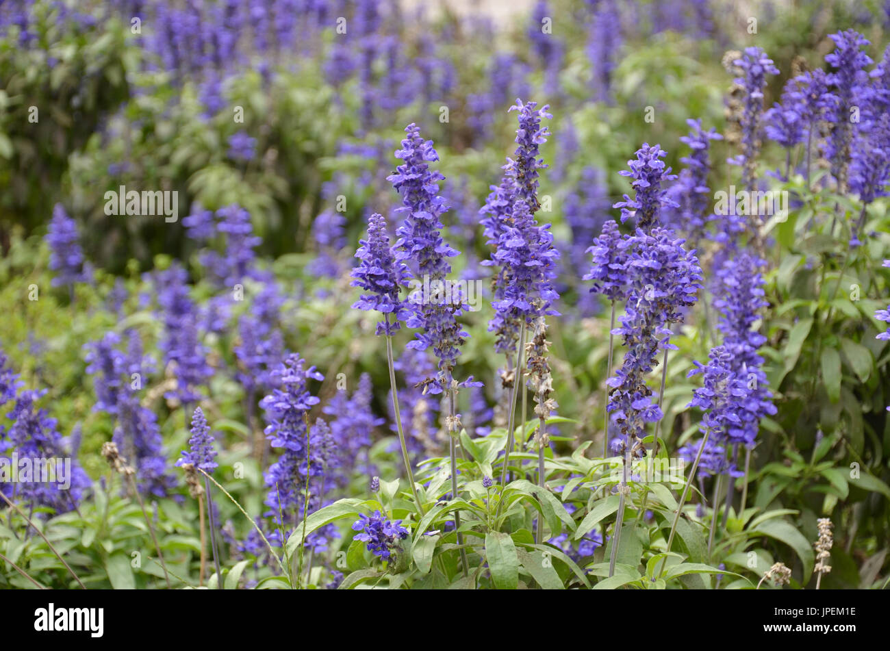 Blooming blue bugleweeds Ajuga in the summer meadow Stock Photo