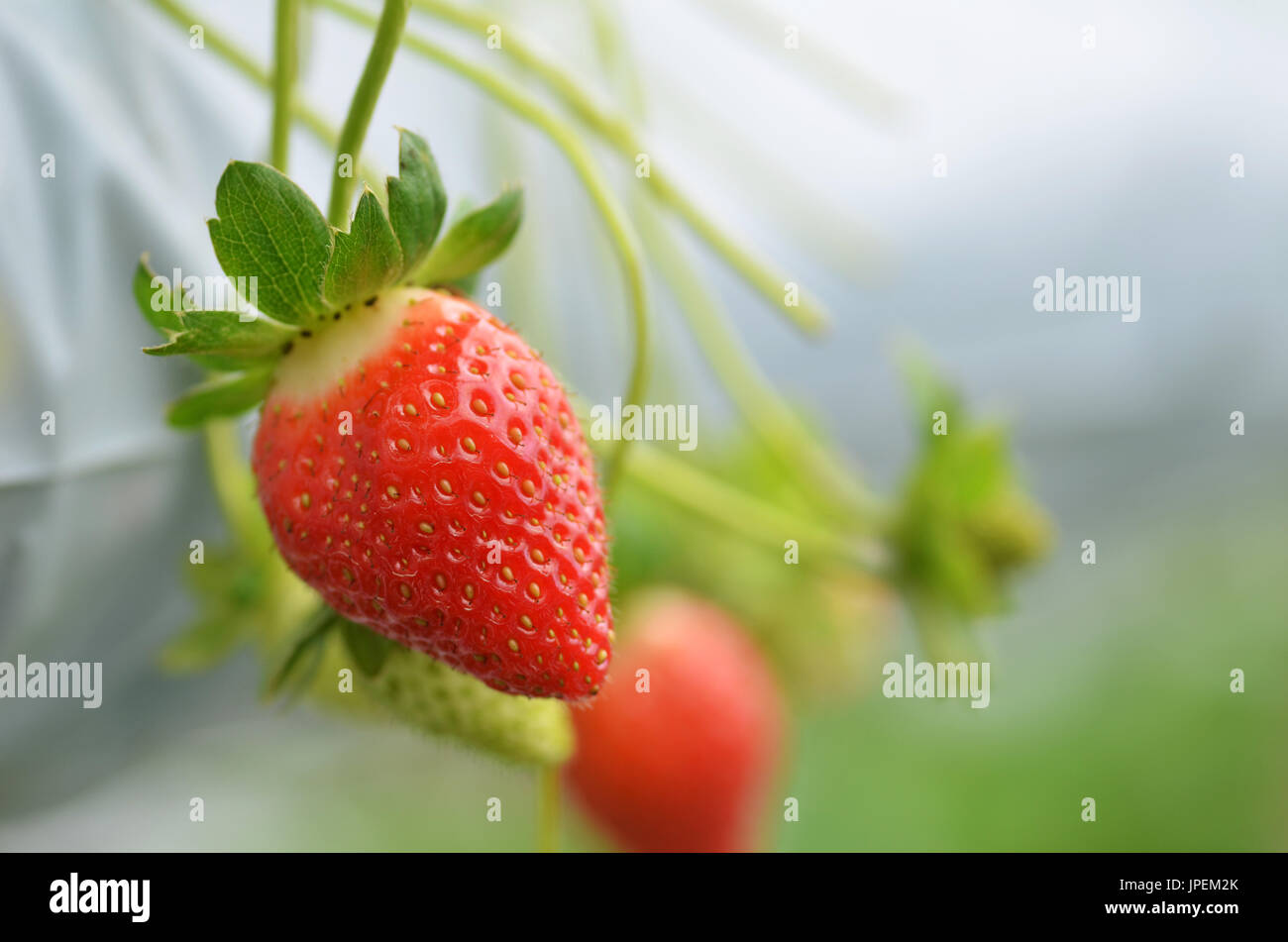 Fresh strawberries that are grown in greenhouses in Cameron Highland ...