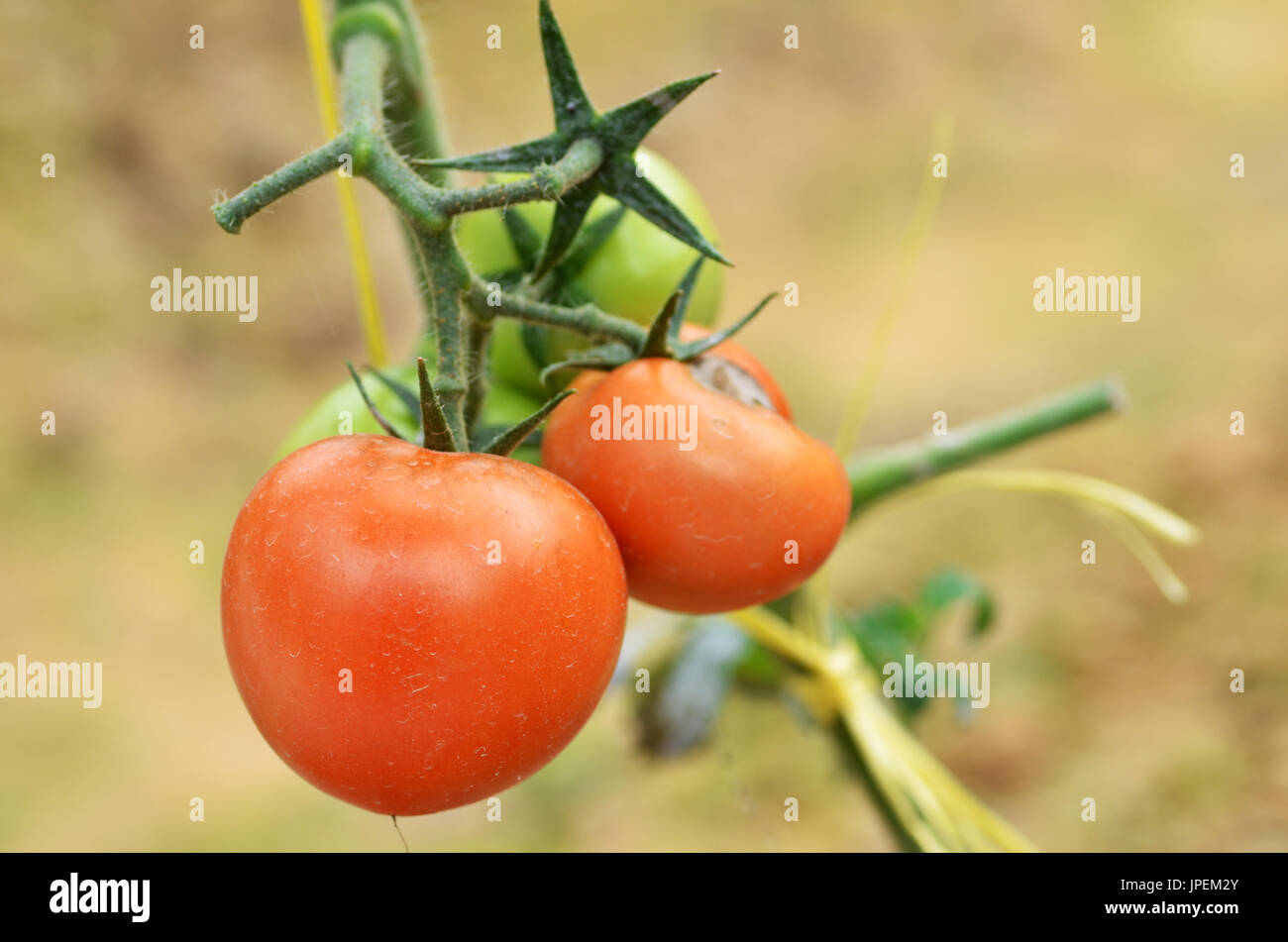 Fresh red tomatoes ripening in the greenhouse Stock Photo - Alamy