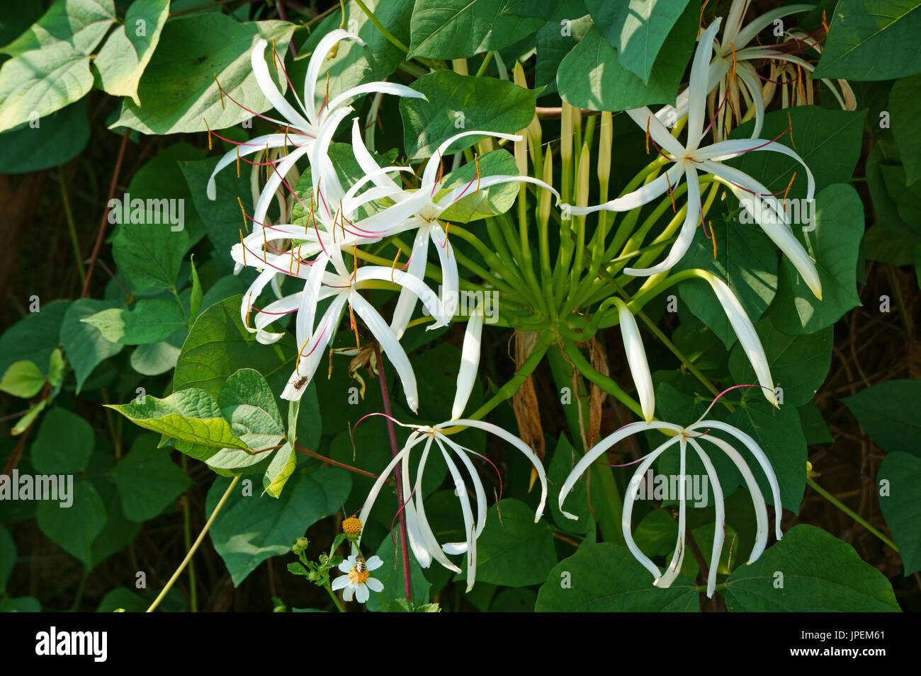 Pure beauty of Crinum asiaticum flowers Stock Photo