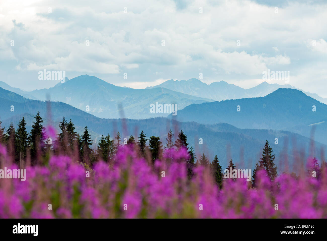 Inspiring Mountains Landscape Panorama, beautiful day in summer Tatras, flowers and mountain ridge over blue sky in Zakopane, Poland Stock Photo