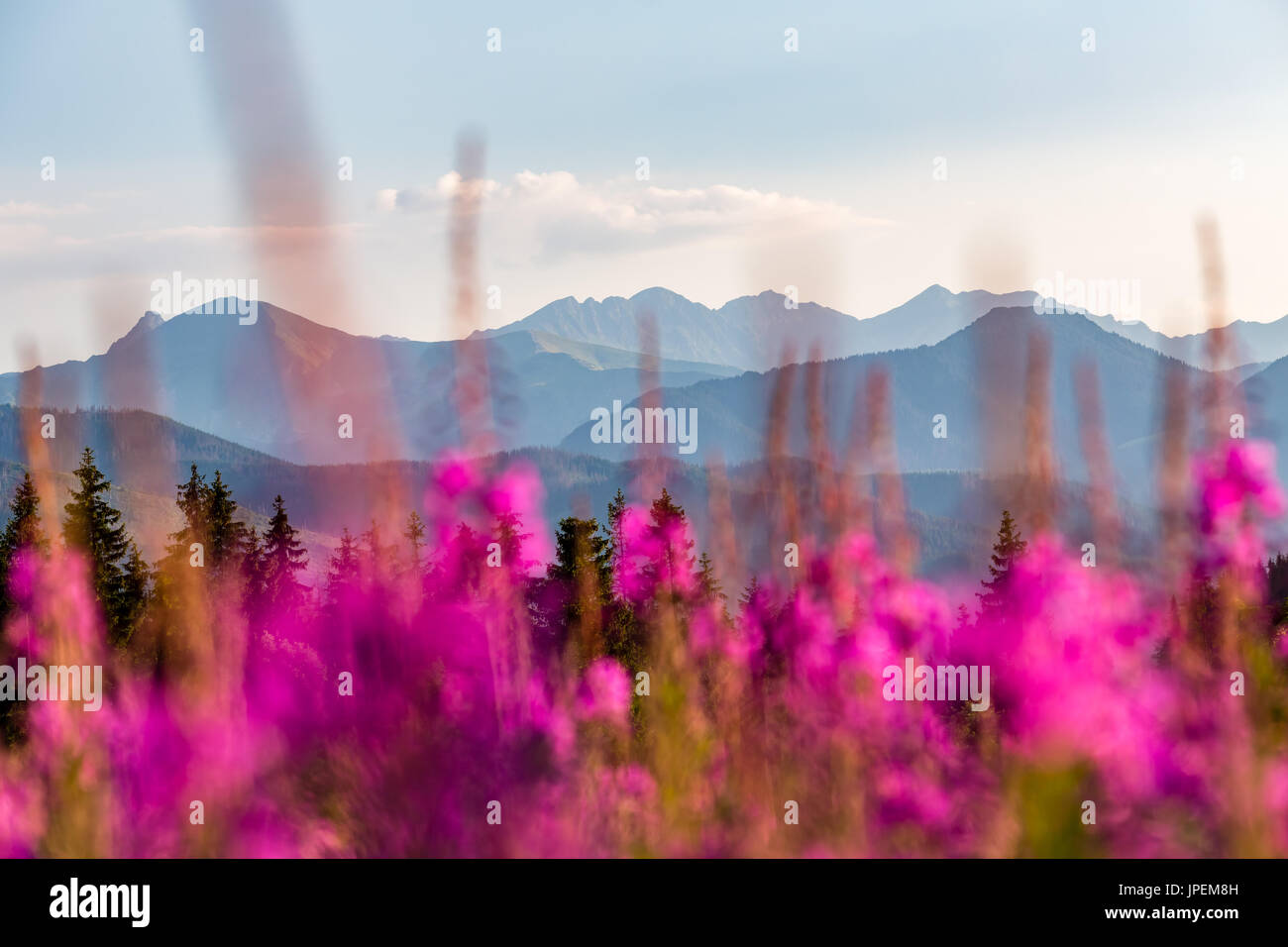 Inspiring Mountains Landscape Panorama, beautiful day in summer Tatras, flowers and mountain ridge over blue sky in Zakopane, Poland Stock Photo