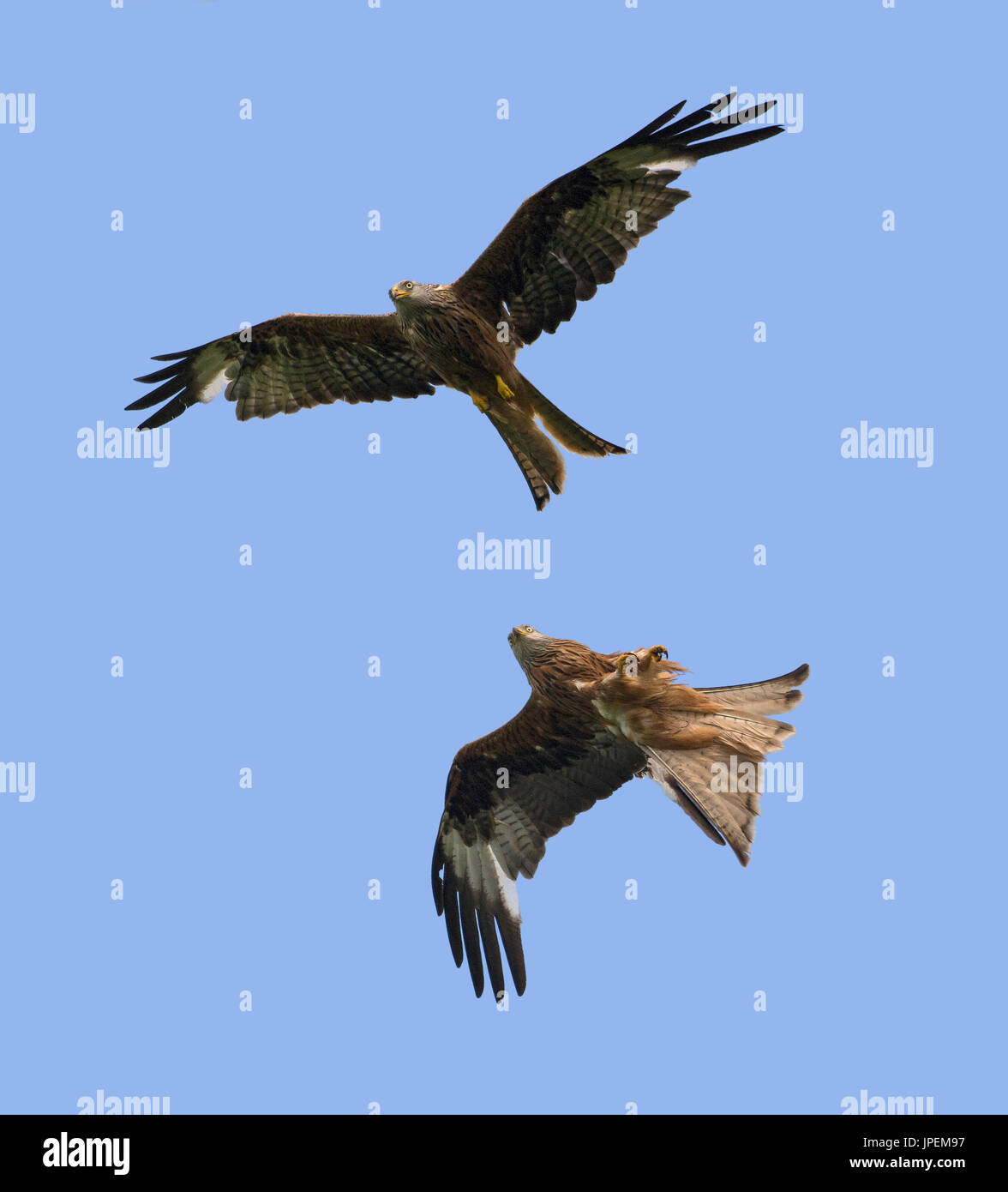 Two Red Kites High Resolution Stock Photography and Images - Alamy
