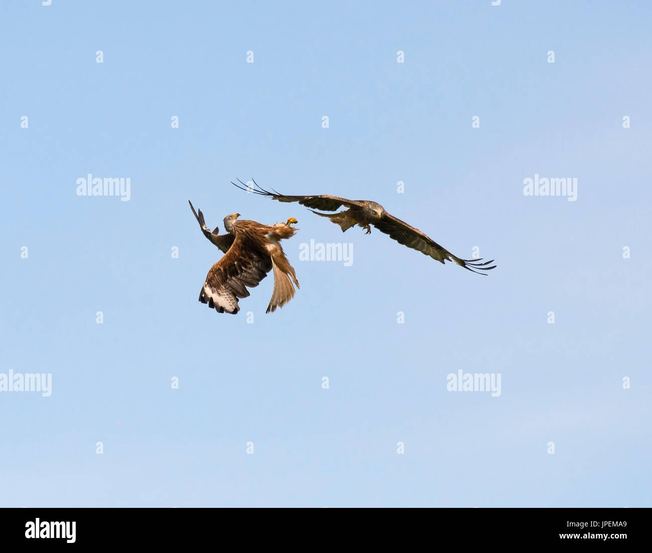 Two red kites hi-res stock photography and images - Alamy