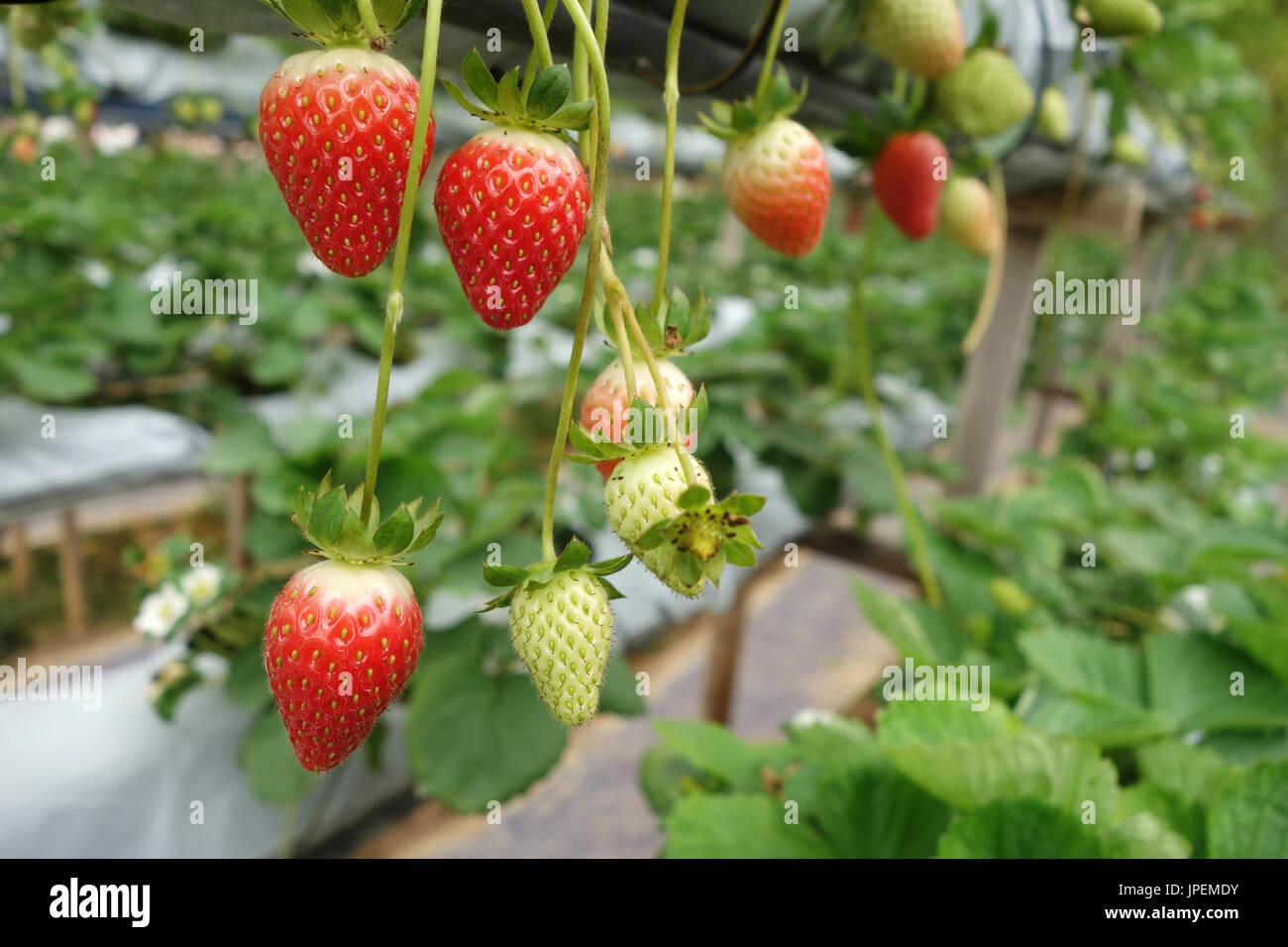 Fresh strawberries that are grown in greenhouses in Cameron Highland ...