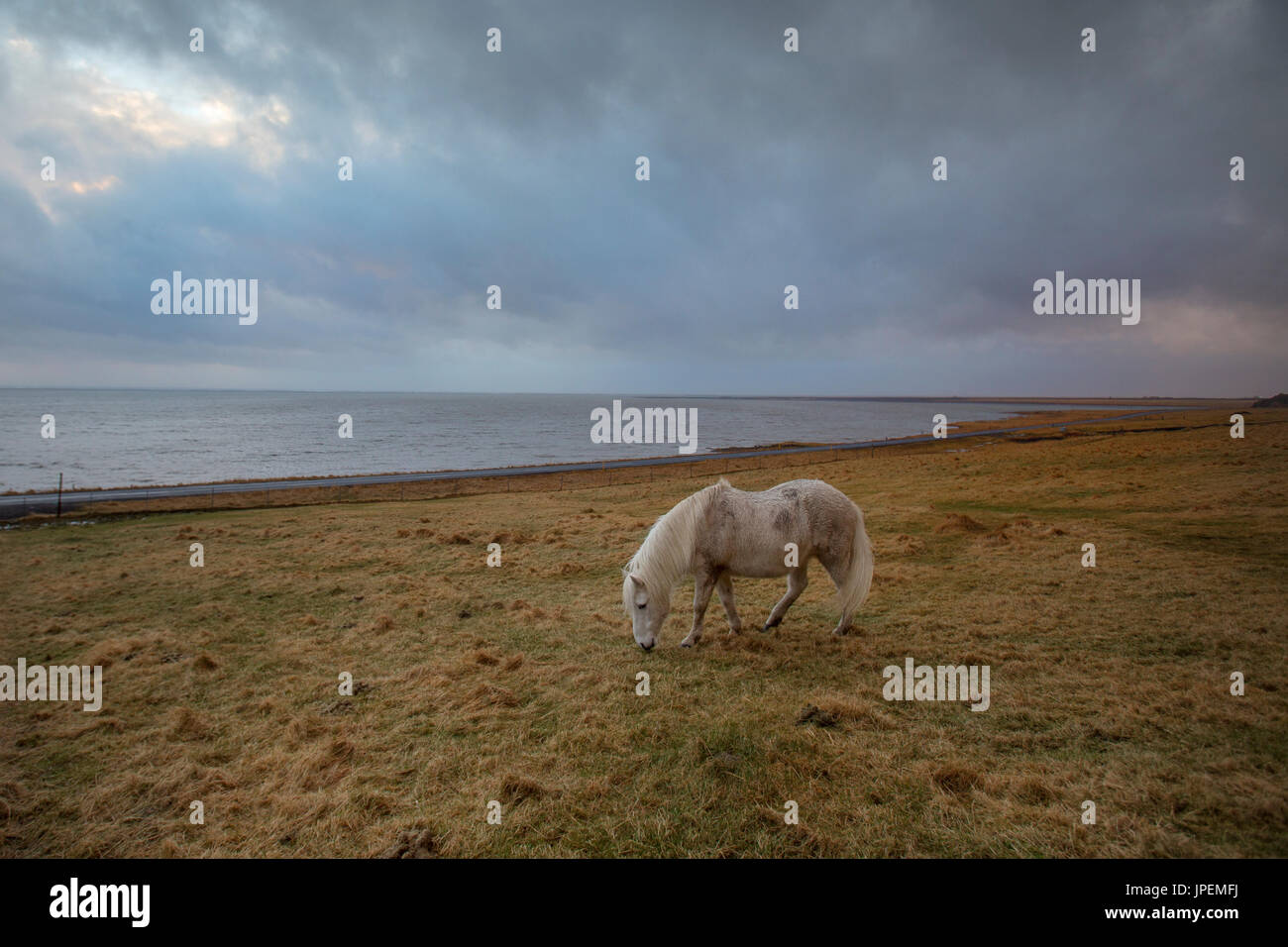 Icelandic horses Stock Photo