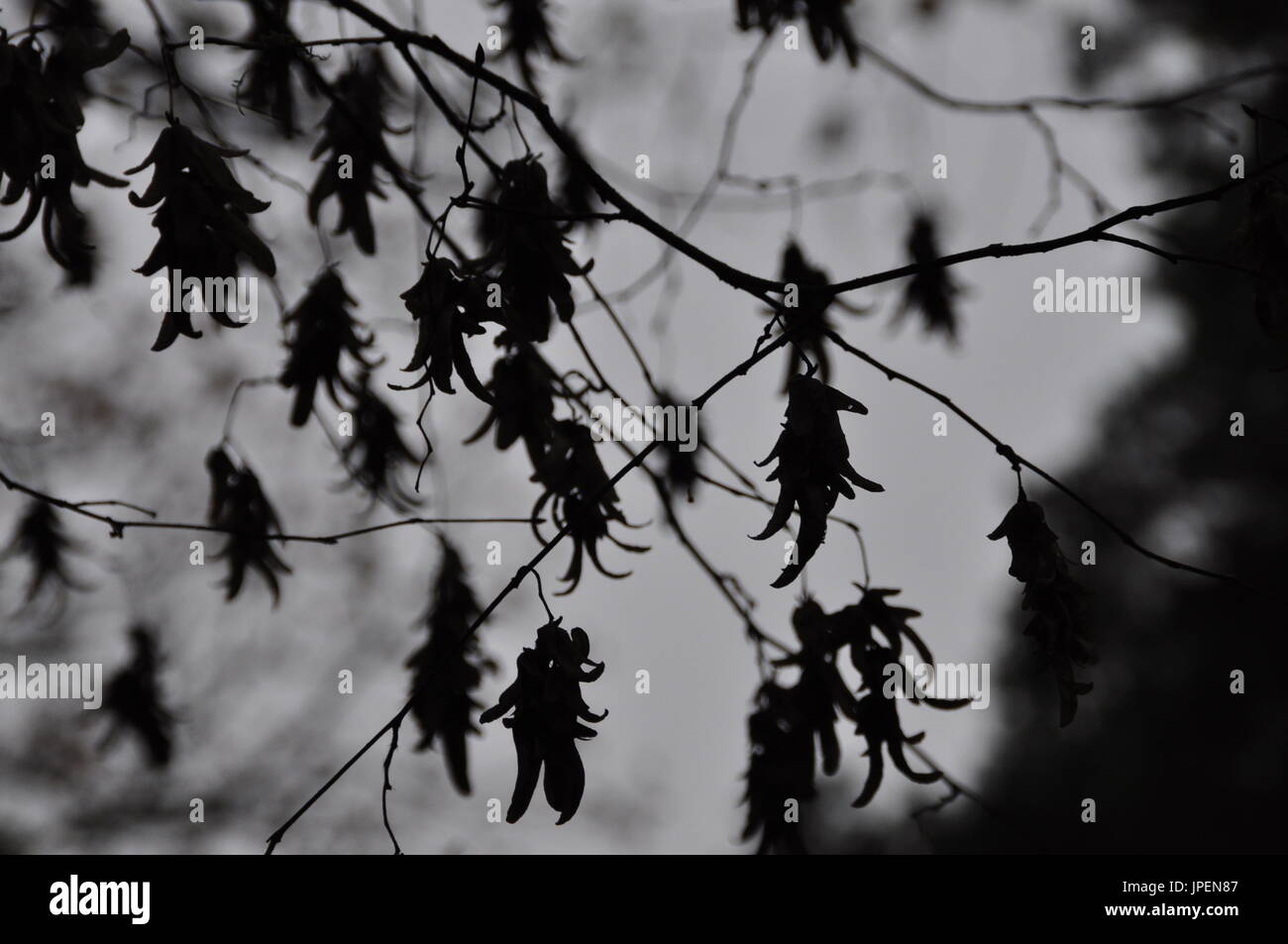 black and white silhouette of beech tree twigs Stock Photo - Alamy