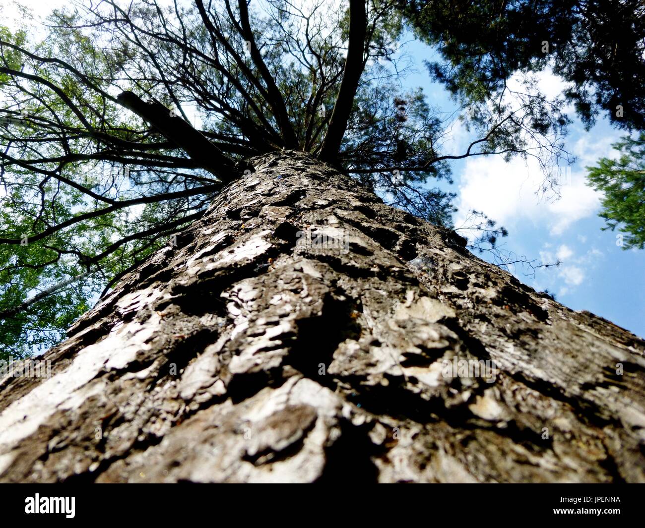 Thick view tree trunk hi-res stock photography and images - Alamy