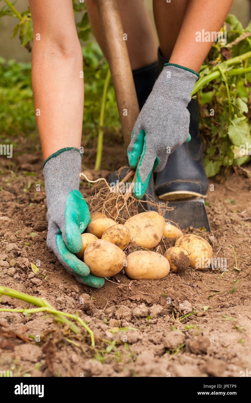 Potato harvest hires stock photography and images Alamy