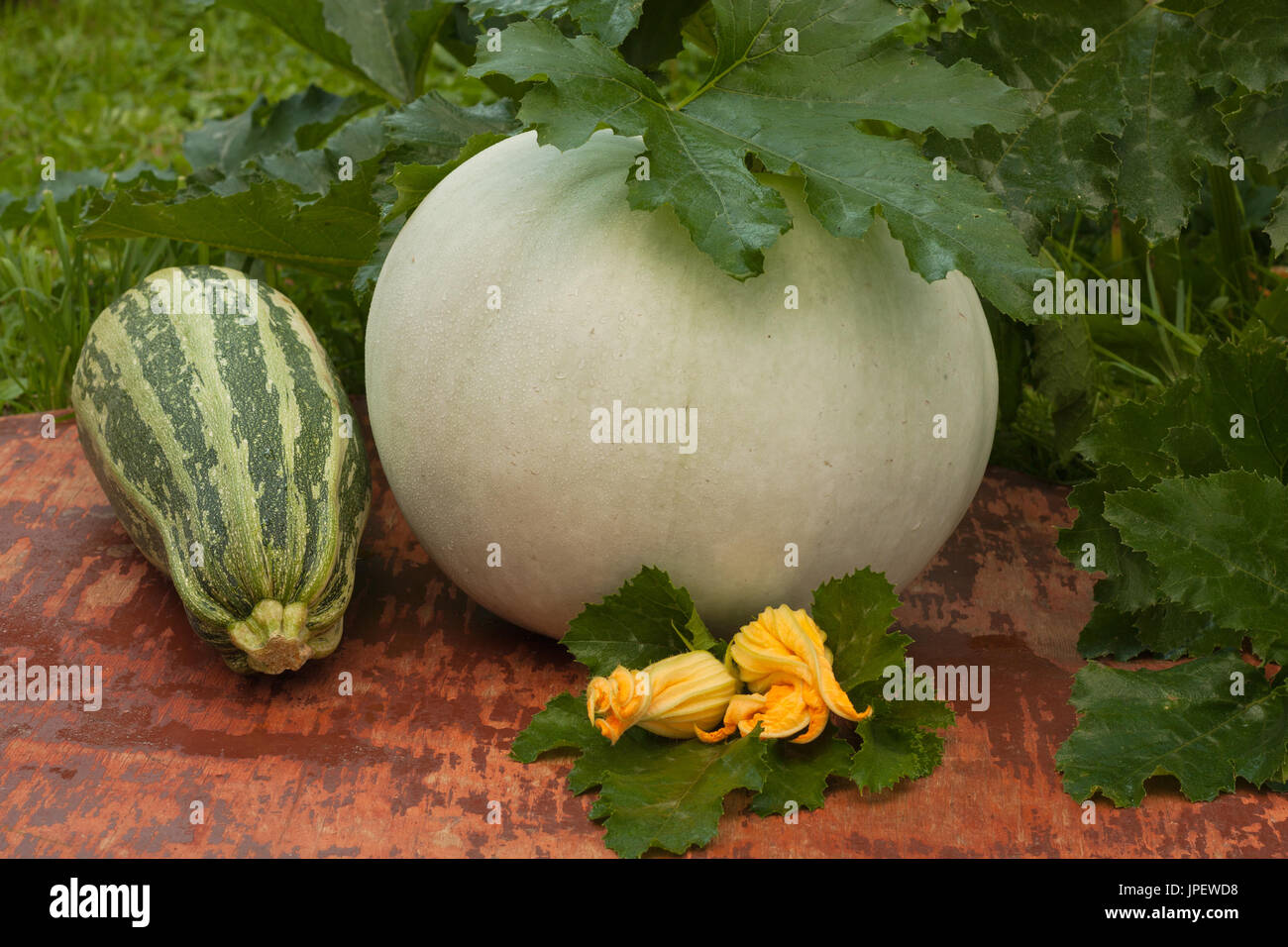 Organic Fresh  Vegetable Marrow And Pumpkin On Old Painted Wooden Table On Summer Vegetable Garden Close Up. Stock Photo