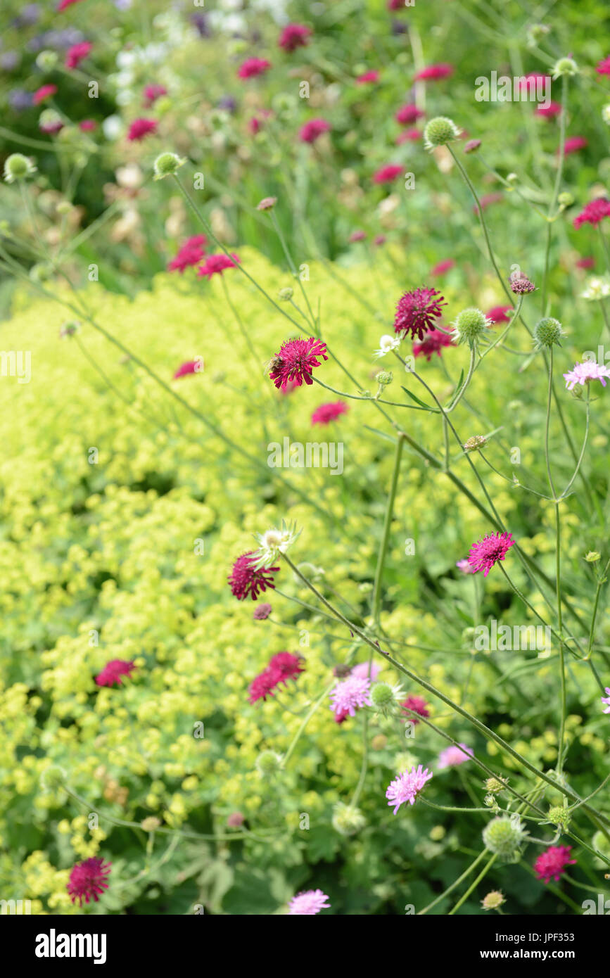 blooming pink Knautia Macedonica Stock Photo Alamy