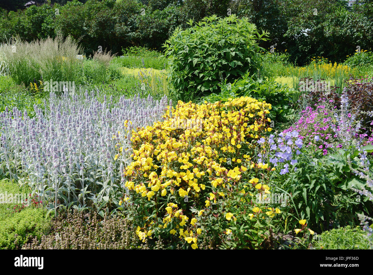 Flowerbed Of Stachys Byzantina Lamb S Ear Blue Cranesbills Geranium And Yellow Evening Primrose Oenothera Stock Photo Alamy