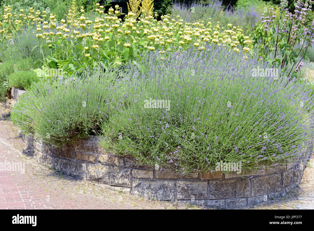 garden with Lavender (Lavandula angustifolia) and Lampwick Plant (Phlomis russeliana) Stock Photo