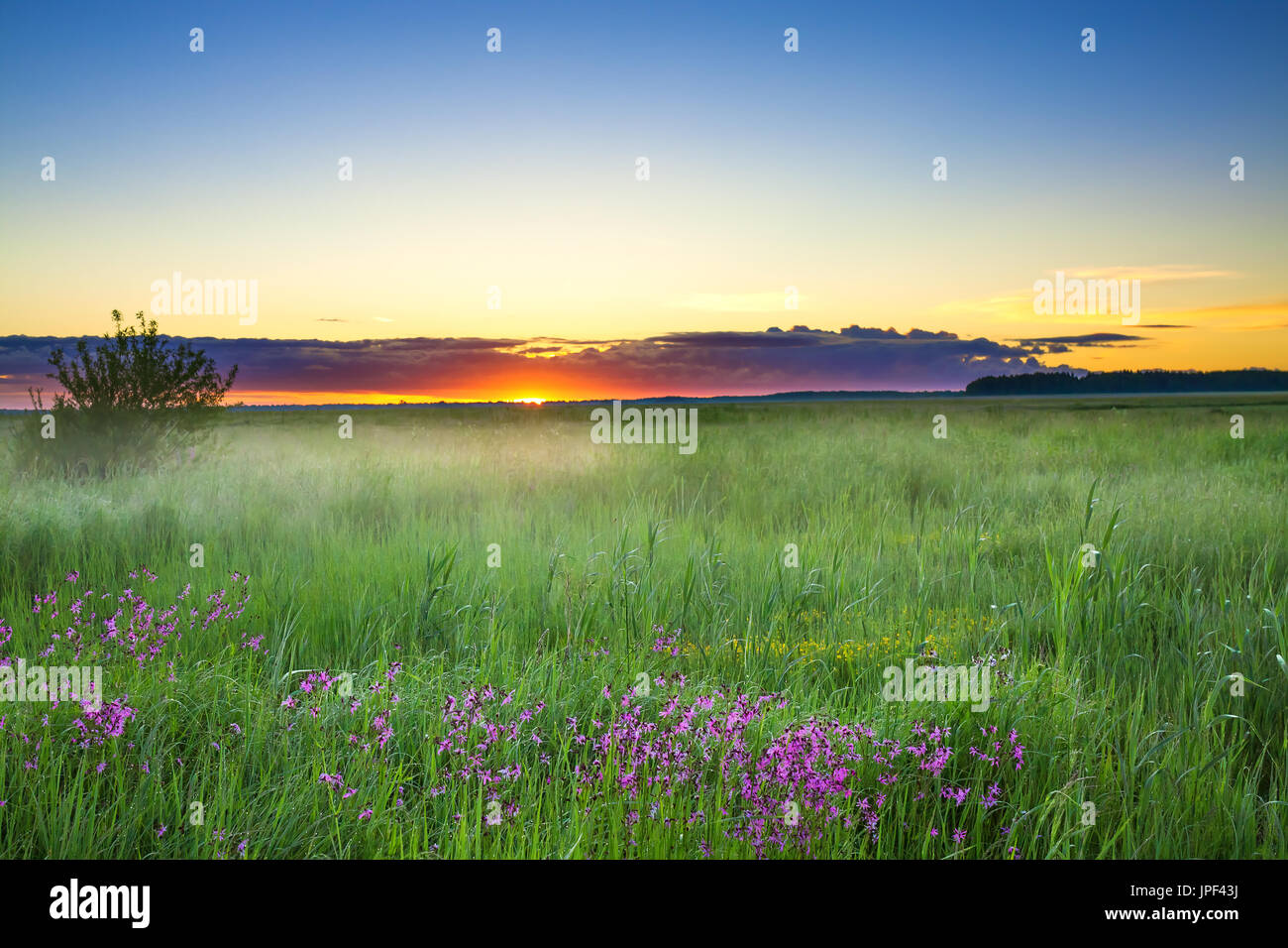 summer rural landscape with a meadow and blossoming flowers. scenery ...