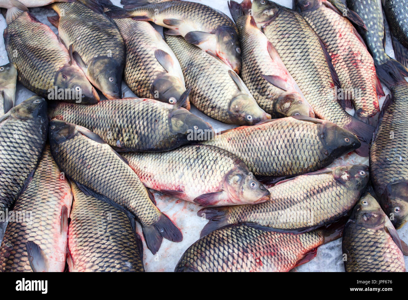Alive carp for sale at St. Nicholas day. Stock Photo