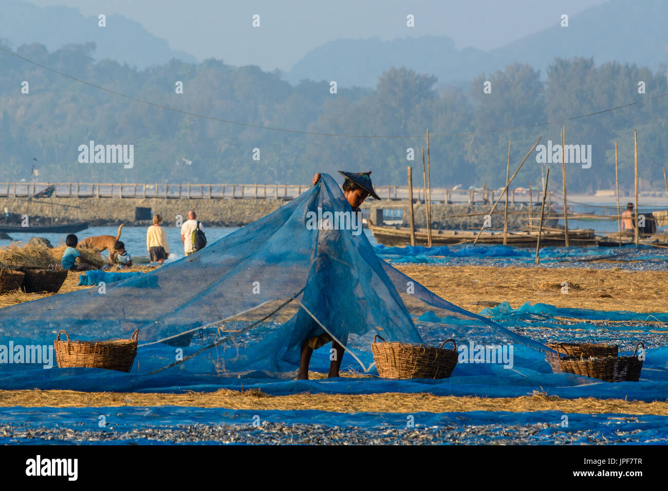 NGAPALI, MYANMAR - FEB 27, 2014: Burmese women at work, drying fresh fish on Ngapali Beach, Myanmar; Selling fish is the main income for the locals of Stock Photo
