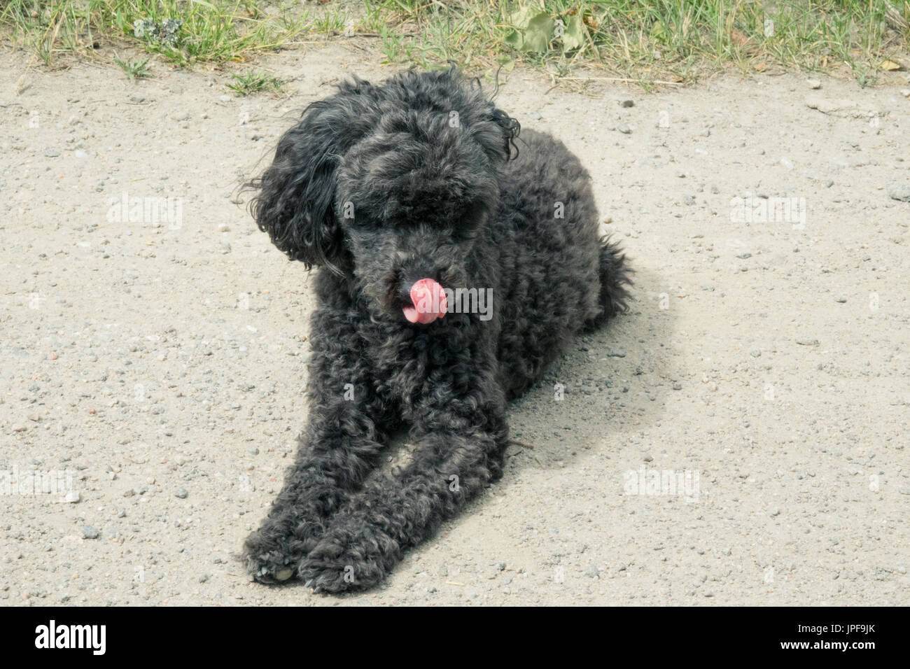 Funny poodle hi-res stock photography and images - Page 2 - Alamy