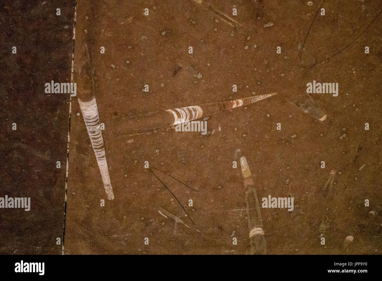 fossils in marble are not un common Stock Photo