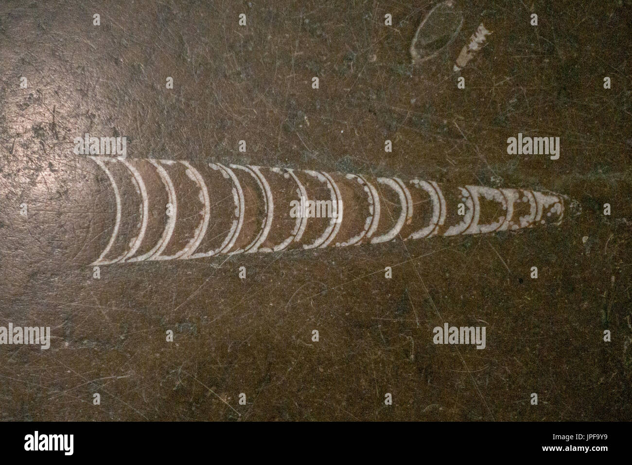 fossils in marble are not un common Stock Photo