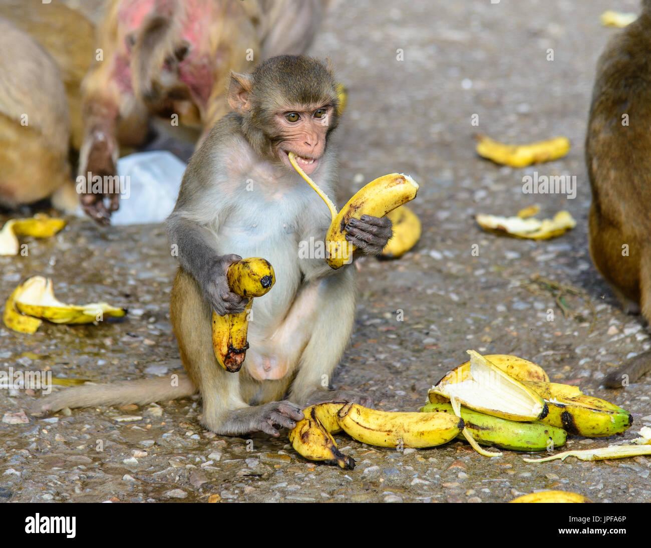 Monkeys eating bananas, Monkey Temple of Jaipur, India Stock Photo