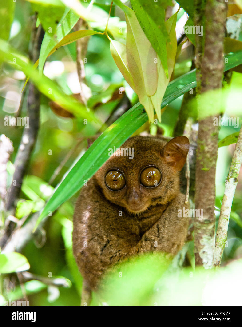Tarsier In The Rainforest Bohol Philippines Stock Photo Alamy