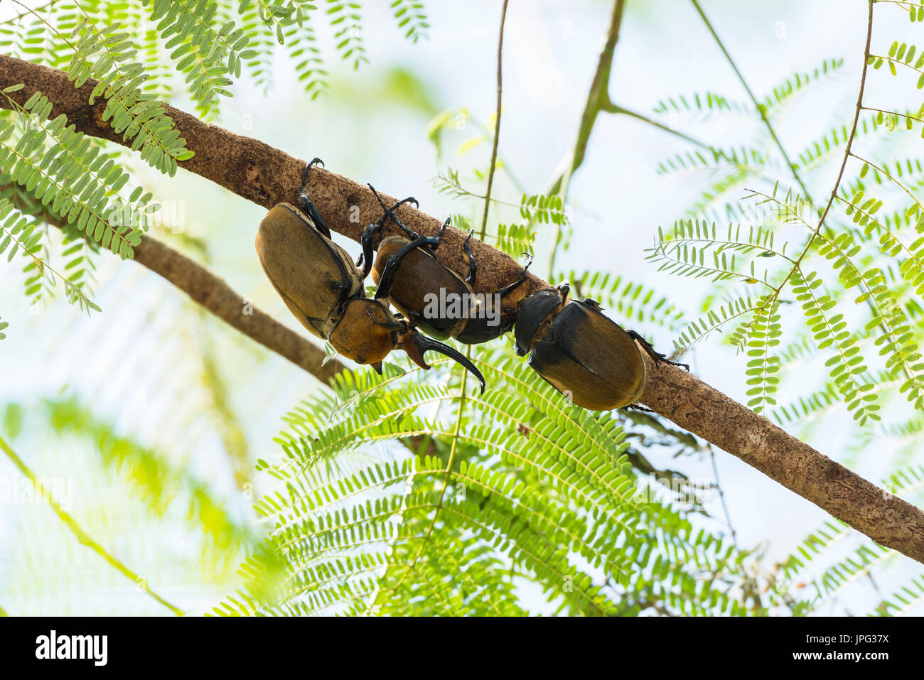 Several elephant beetles (Megasoma elephas) climbing on branch, Limon
