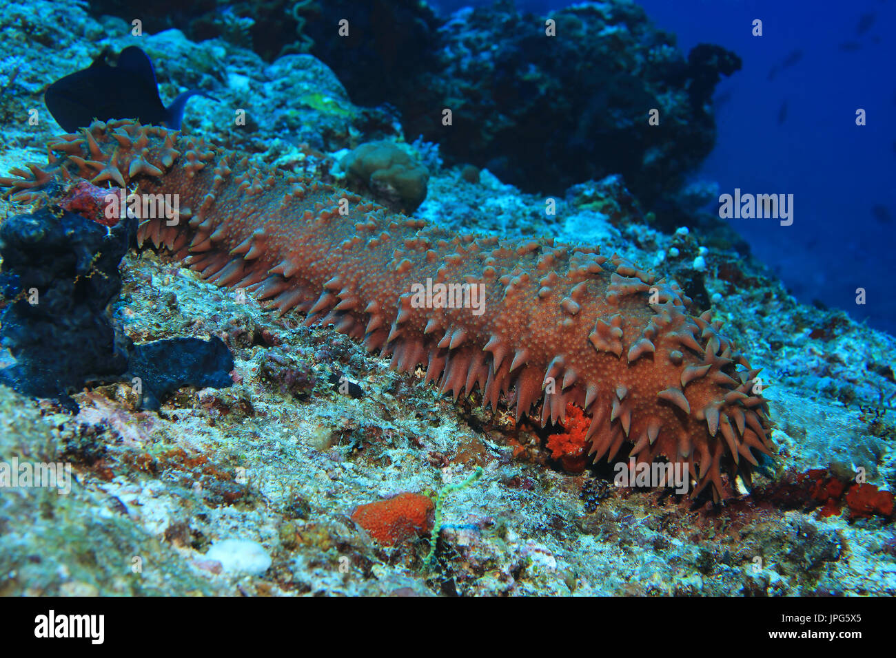 Pineapple sea cucumber (Thelonota ananas) underwater in the coral reef