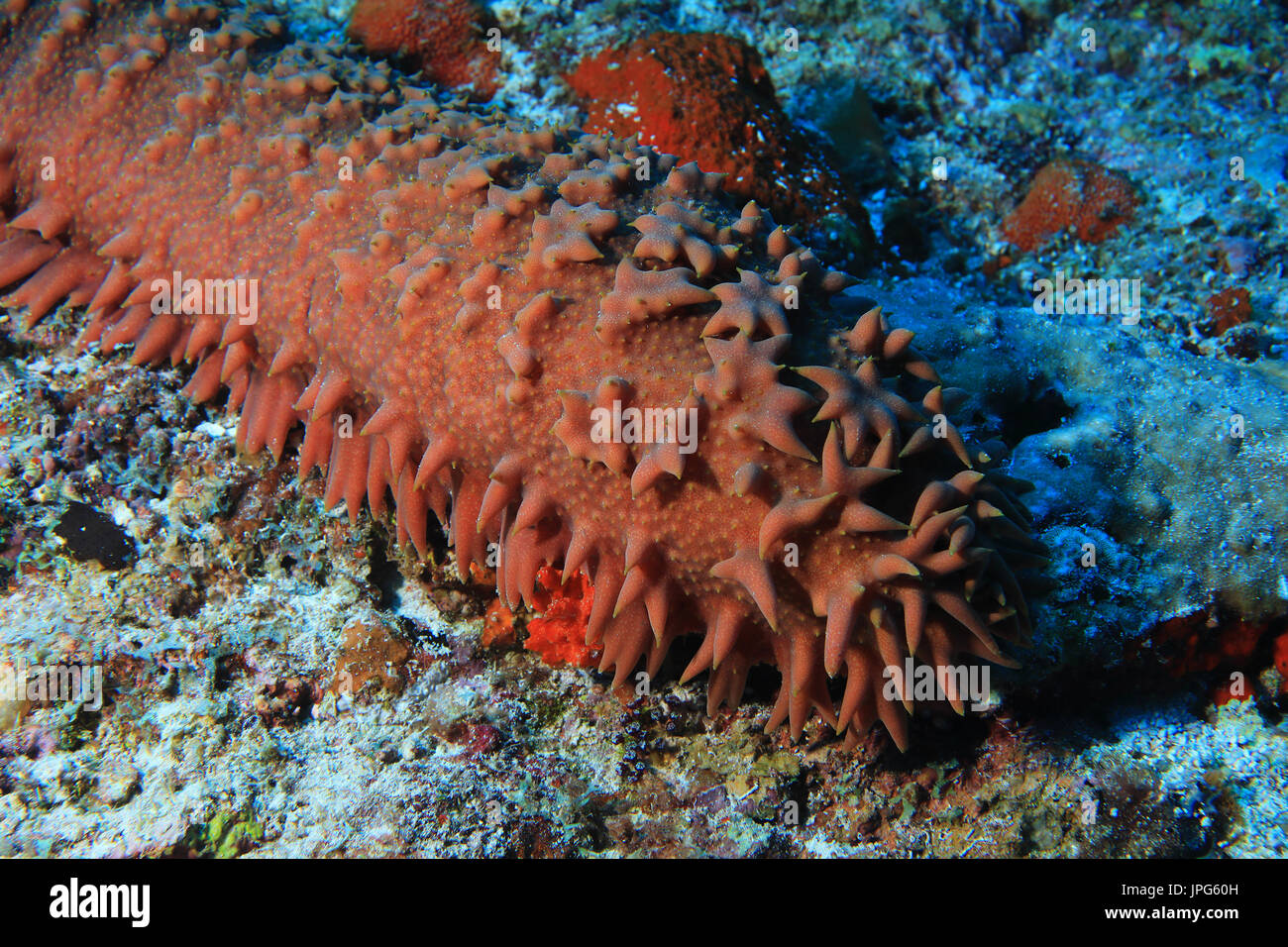 Pineapple sea cucumber (Thelonota ananas) underwater in the coral reef