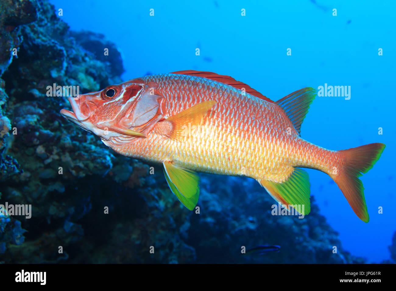 Giant Squirrelfish (Sargocentron spiniferum) underwater in the tropical coral reef of the indian ocean Stock Photo