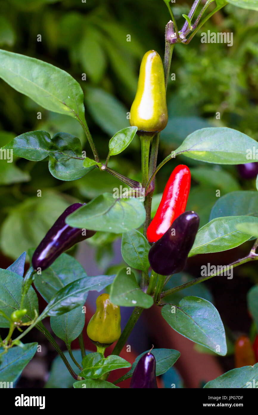 chili plant Ecuador Purple, the fruits are dark purple, then yellow-green and finally red.  Chili der Sorte Ecuador Purple, die Fruechte sind erst dun Stock Photo