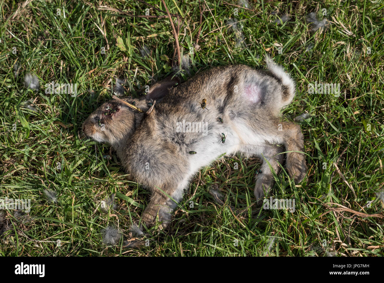 A decomposing dead Rabbit Stock Photo