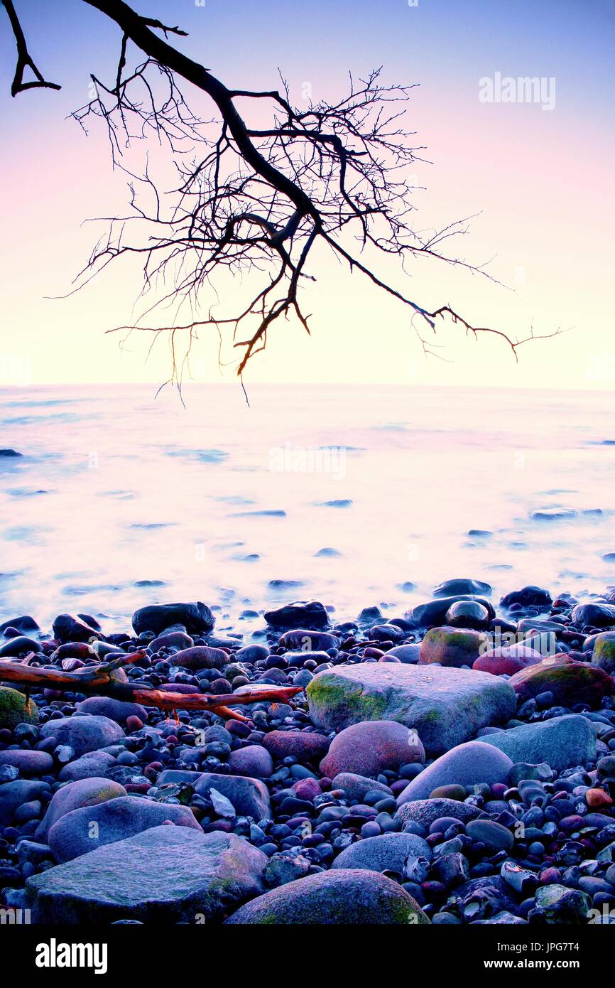 Romantic colorful sunset at wavy sea. Stony beach with bended tree and ...