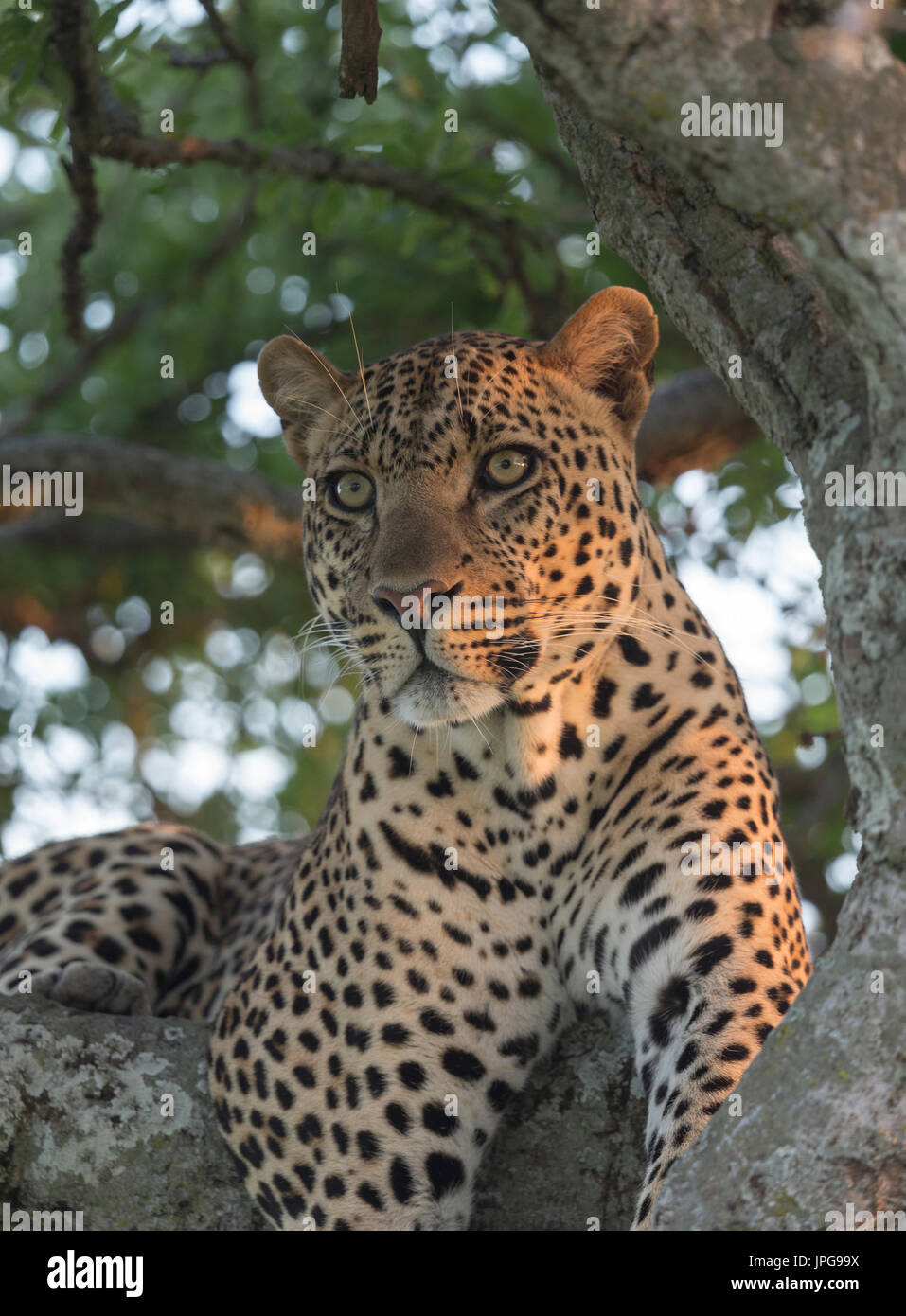 Beautiful light wild animals hi-res stock photography and images - Alamy