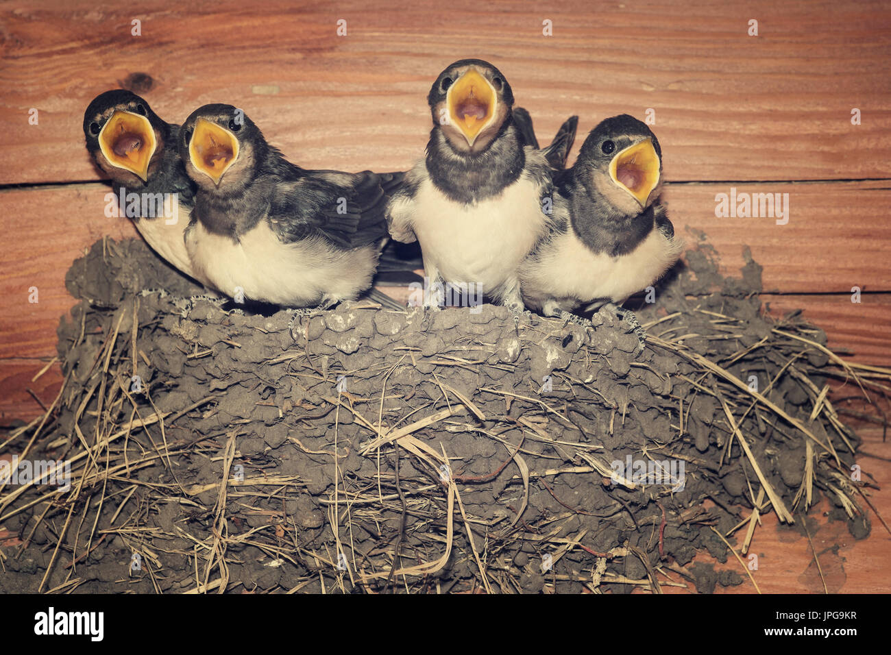 Feed me! Demanding swallow chicks begging for food Stock Photo